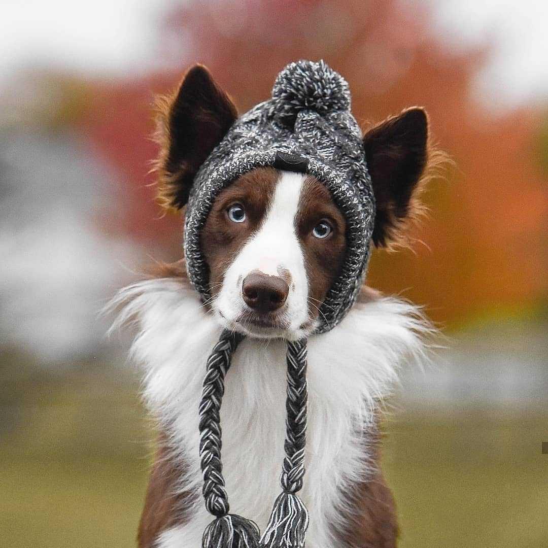 Fluffy Polar Pom Knitted Dog Hat - Winter Fashion Statement