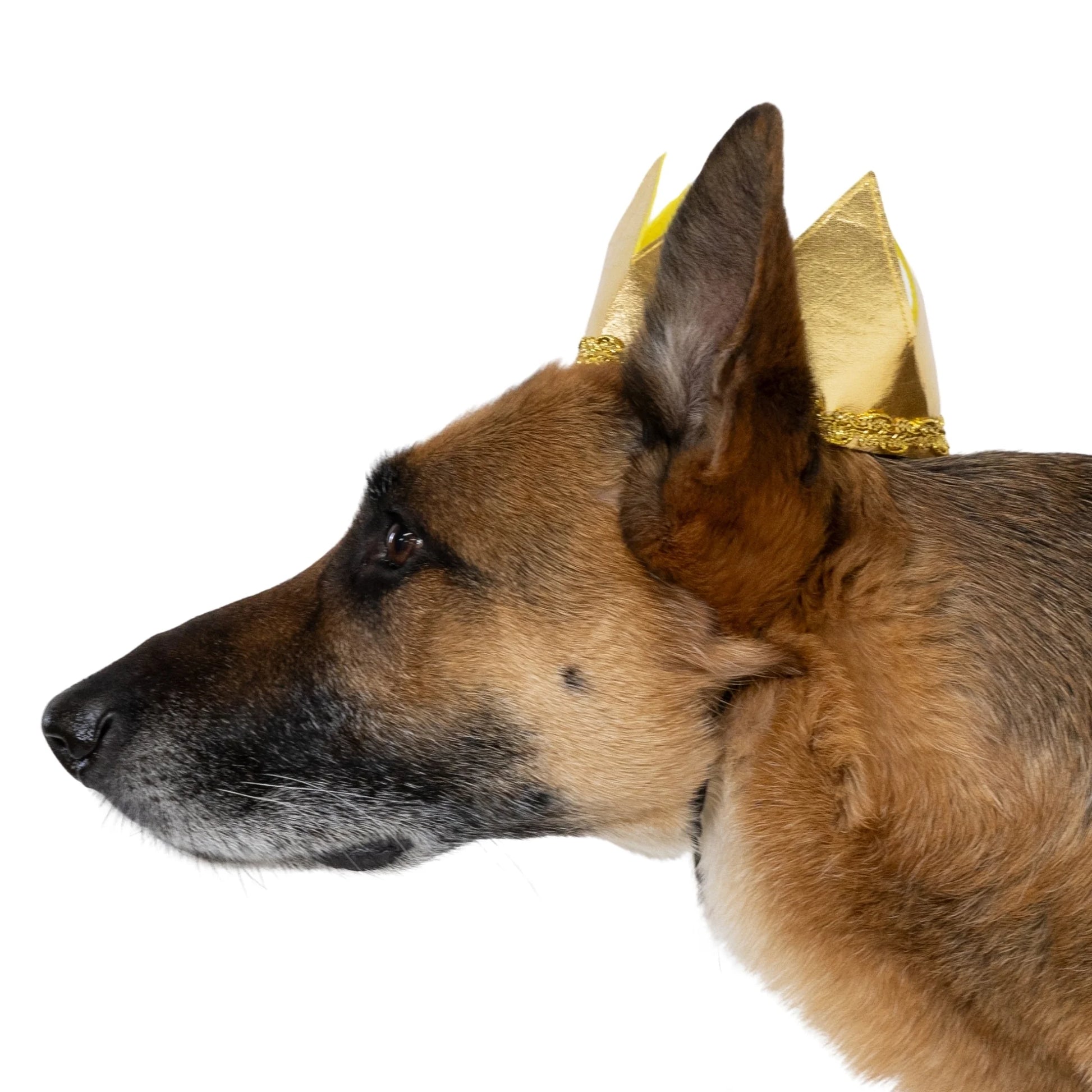 Halloween Good Witch Costume for Dogs, Pink and Gold, Large