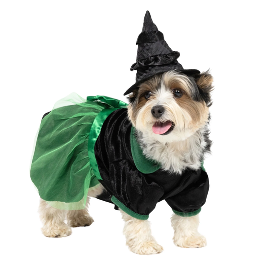 Halloween Bad Witch Costume for Dogs and Cats, Green and Black, Small