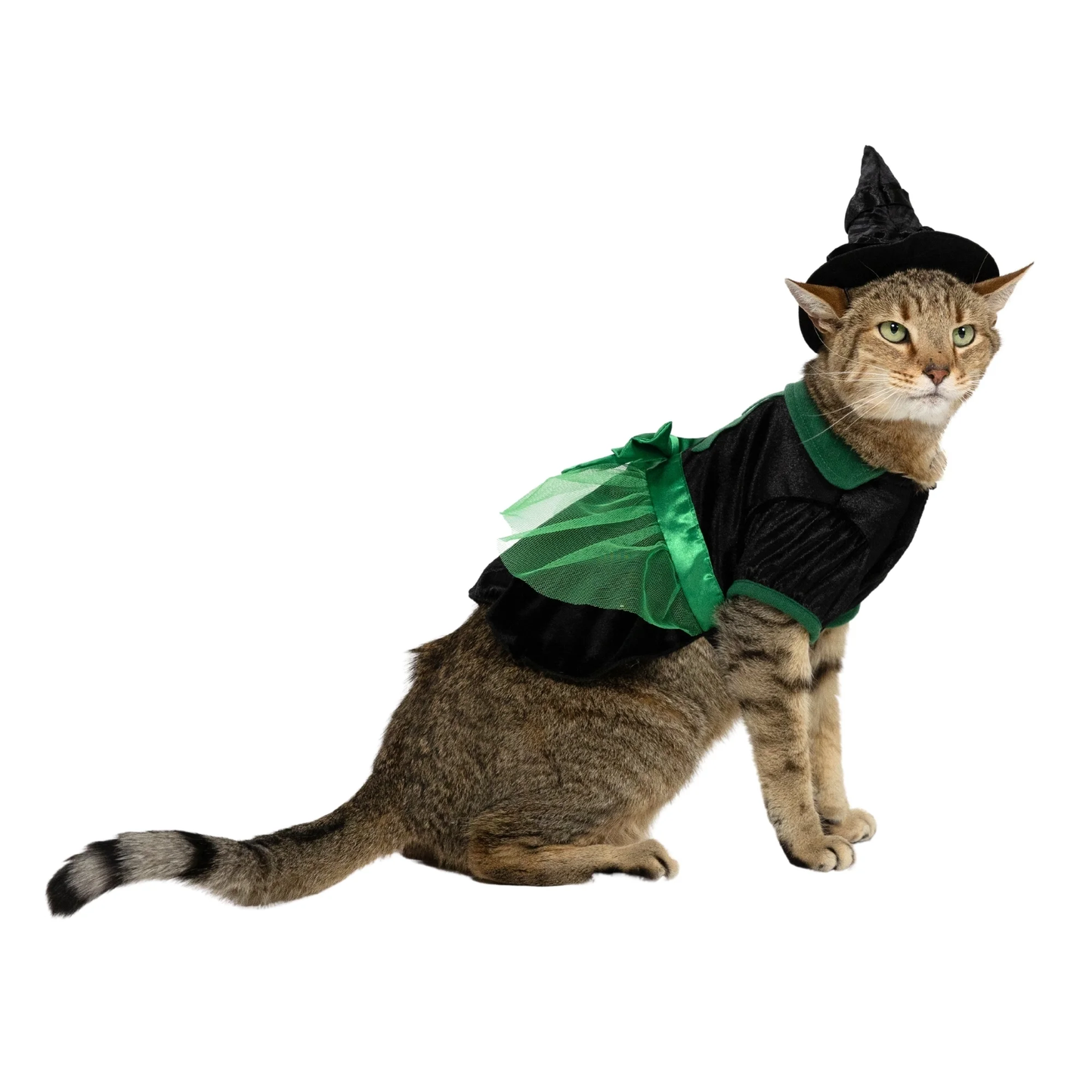 Halloween Bad Witch Costume for Dogs and Cats, Green and Black, Small